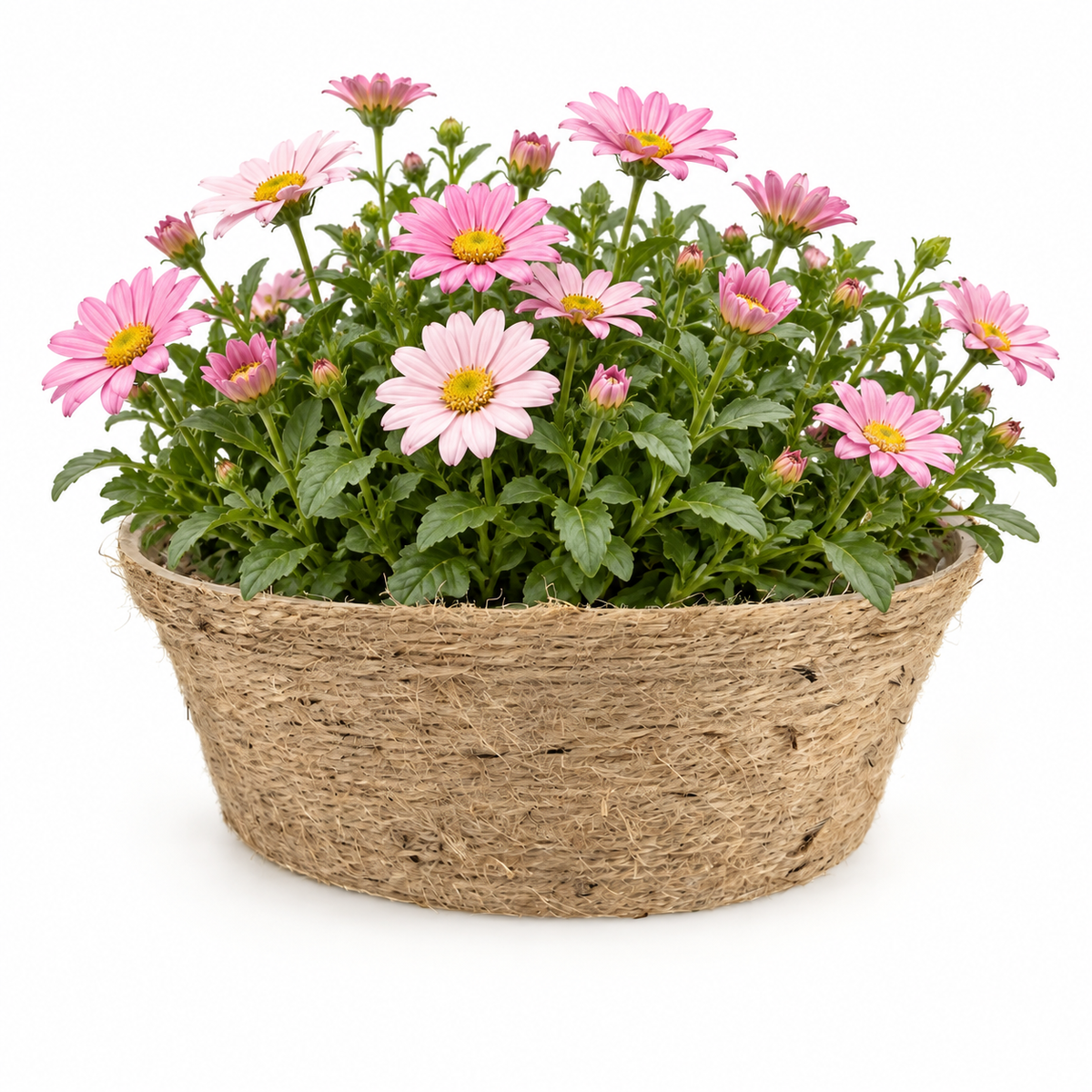Handwoven Natural Jute Rope Planter Basket with Biodegradable PET Liner – Rustic Indoor & Outdoor Plant Holder