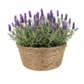 Handwoven Natural Jute Rope Planter Basket with Biodegradable PET Liner – Compact Rustic Plant Pot Cover